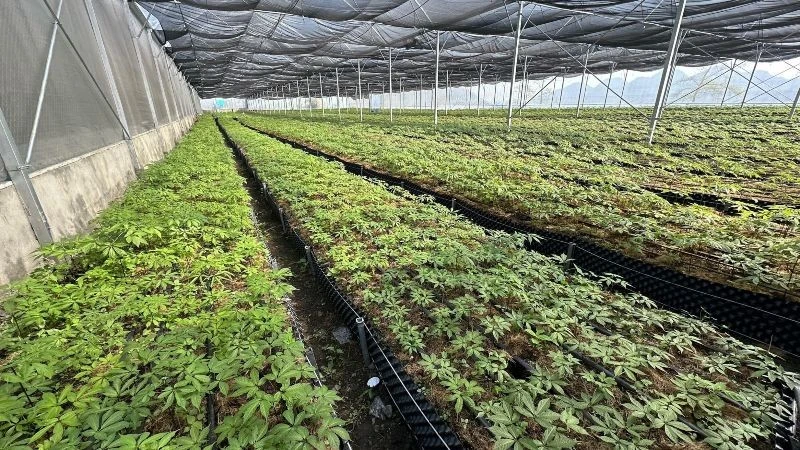 Lai Châu: Sâm quý đại ngàn giúp người dân thoát nghèo 3 Lai Châu: Sâm quý đại ngàn giúp người dân thoát nghèo. Ảnh: tinnhanhchungkhoan.vn