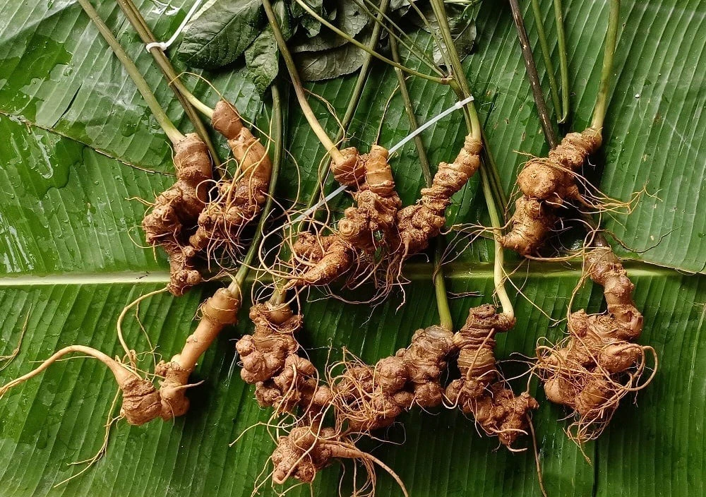 Lai Châu: Sâm quý đại ngàn giúp người dân thoát nghèo 2 Sâm Lai Châu. Ảnh: Báo Tiền Phong