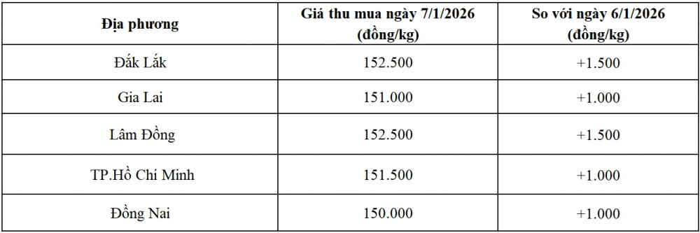 Giá tiêu - 60s Hôm Nay