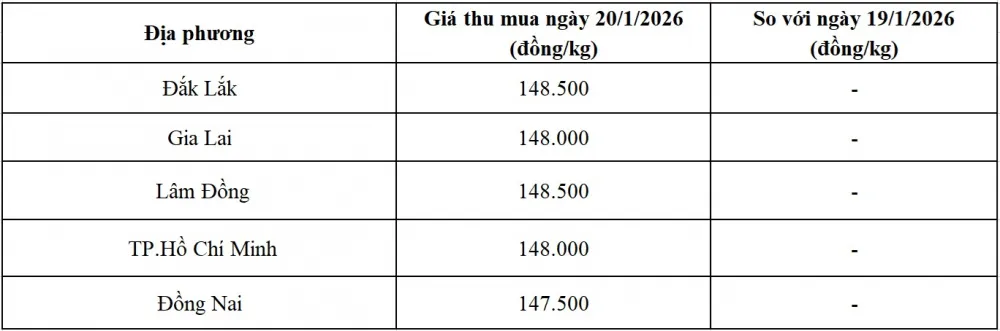 Giá tiêu 20/1 tại thị trường trong nước