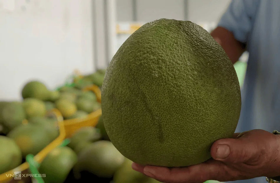 Trung Quốc mở cửa thị trường cho bưởi, chanh của Việt Nam 2 buoi-da-xanh-tai-ben-tre