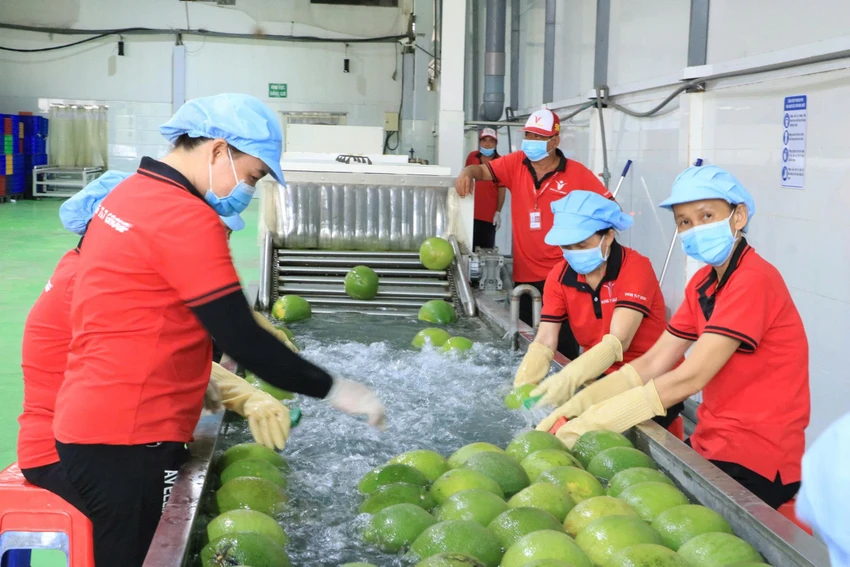 Trung Quốc mở cửa thị trường cho bưởi, chanh của Việt Nam 3 Công nhân sơ chế bưởi da xanh trước khi xuất khẩu