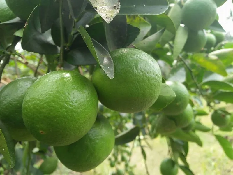 Trung Quốc mở cửa thị trường cho chanh và bưởi