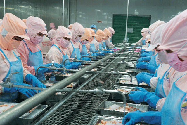 Với kế hoạch rõ ràng và định hướng công nghệ mạnh mẽ, Minh Phú có tiềm năng dẫn đầu xu hướng số hóa và phát triển bền vững trong ngành thủy sản - Ảnh: Báo Lao Động
