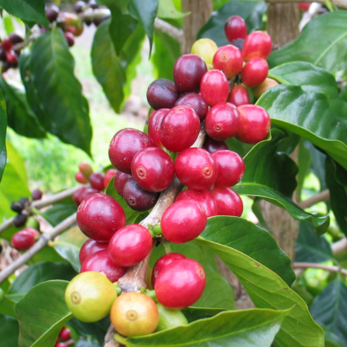 ca phe arabica qua chin1