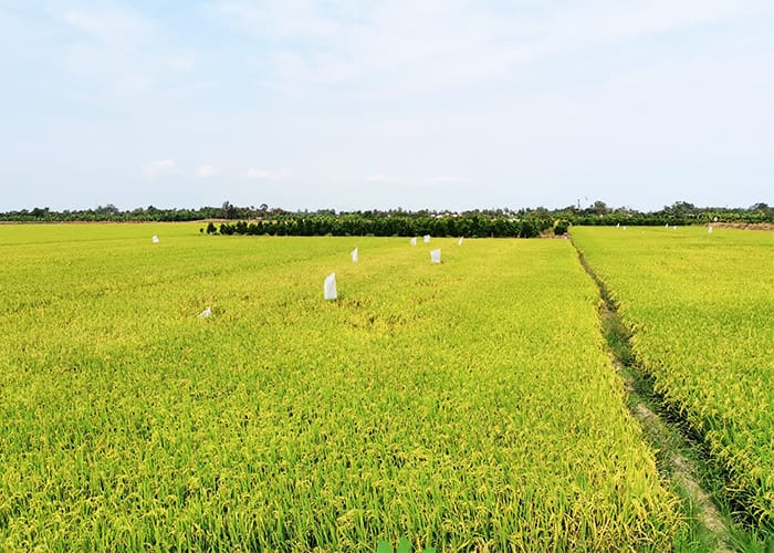 canh dong lua hau giang 2